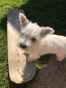 gumtree west highland terrier