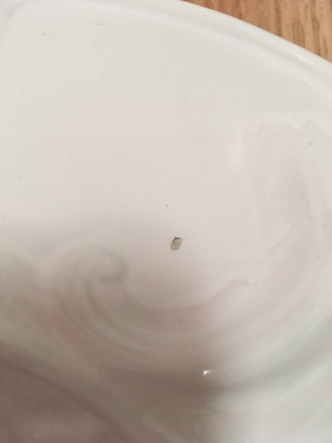 Set of Four 4 Williams Sonoma White Blac de Chine Majolica Artichoke Plates