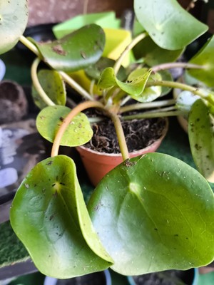 Foto dell'oggetto di un acquirente verificato