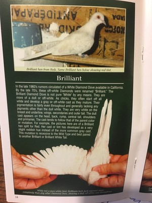 DIAMOND DOVE BOOK - DIAMOND DOVES A Guide to Colors & Care full color booklet