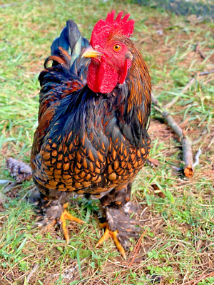 10 Fertile Variety Rare Mixed Chicken Hatching Eggs - See Description for Breeds