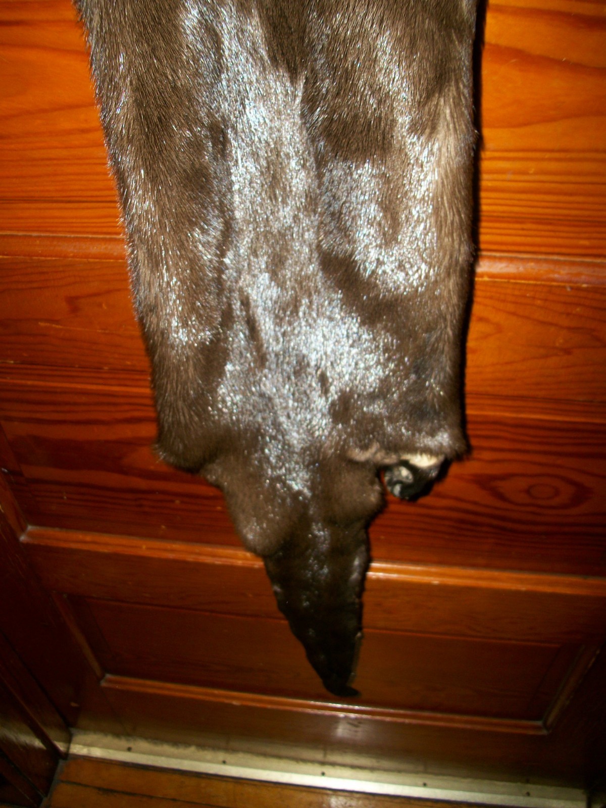 HUGE tanned RIVER OTTER fur pelt skin 4 FEET CLAW taxidermy craft cites TAG OF5