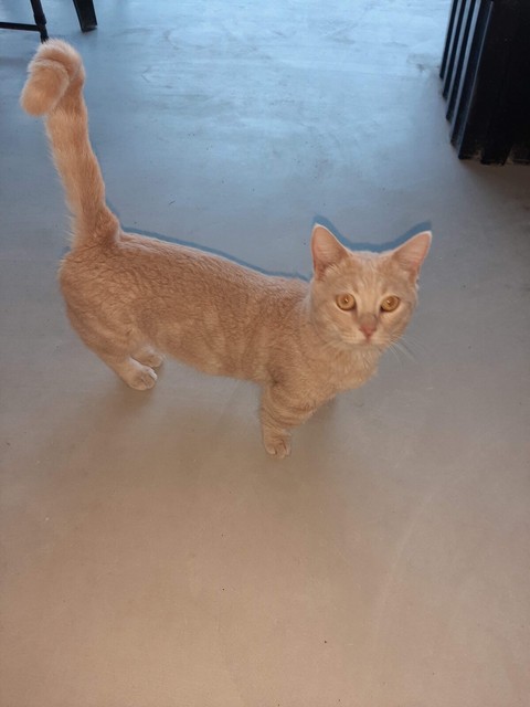 munchkin cat gumtree