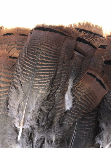 Wild Turkey Pre-tail Feathers 90 Feathers