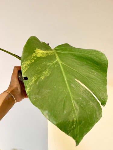 RARE * MONSTERA AUREA VARIEGATED ‘MARMORATA’ * (aroid ~ anthurium, philodendron)