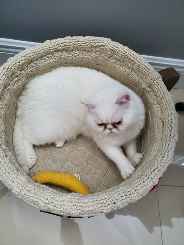 Organic Catnip 1 full ounce Nepeta Cataria Farm Fresh Very Potent Non-Toxic