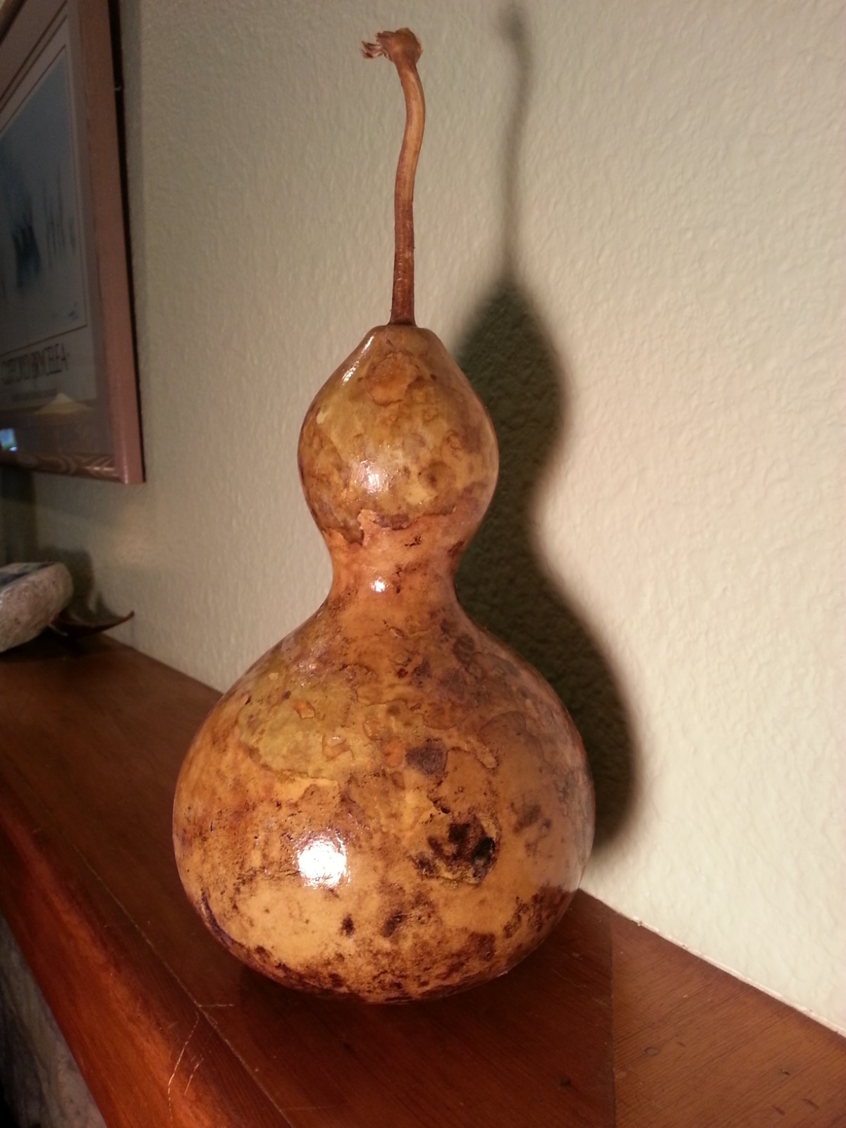 Birdhouse gourd for crafts Varnished, display, birdhouse