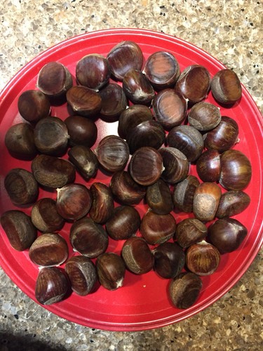 60 Medium Dunstan Chestnuts