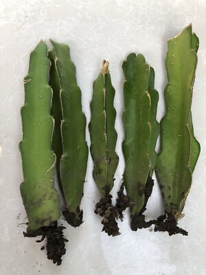 5pcs Rooted Dragon Fruit Cutting White Pitaya Cactus Easy To Grow