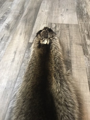 Soft Tanned Raccoon Pelt. XXXXL Prime. Cabin. Home Decor.