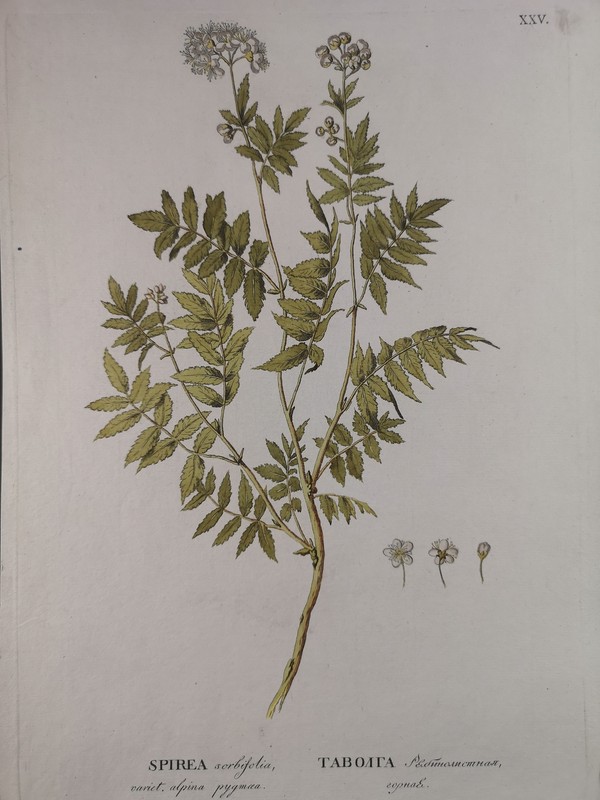 Grosser Altkolorierter Kupferstich Von 1784. Spiraea Sorbifolia, Fiederspiere. F