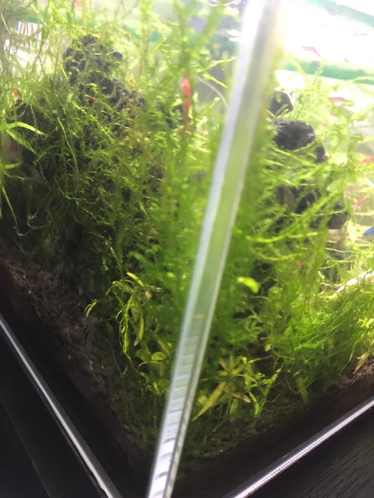 Christmas Moss Live Aquarium Plant Golf Ball Size Vesicularia Montagnei