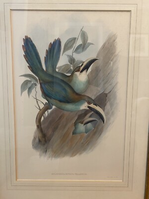 Hand Colored Family Of toucans Gould & Richter Lithograph Framed Original