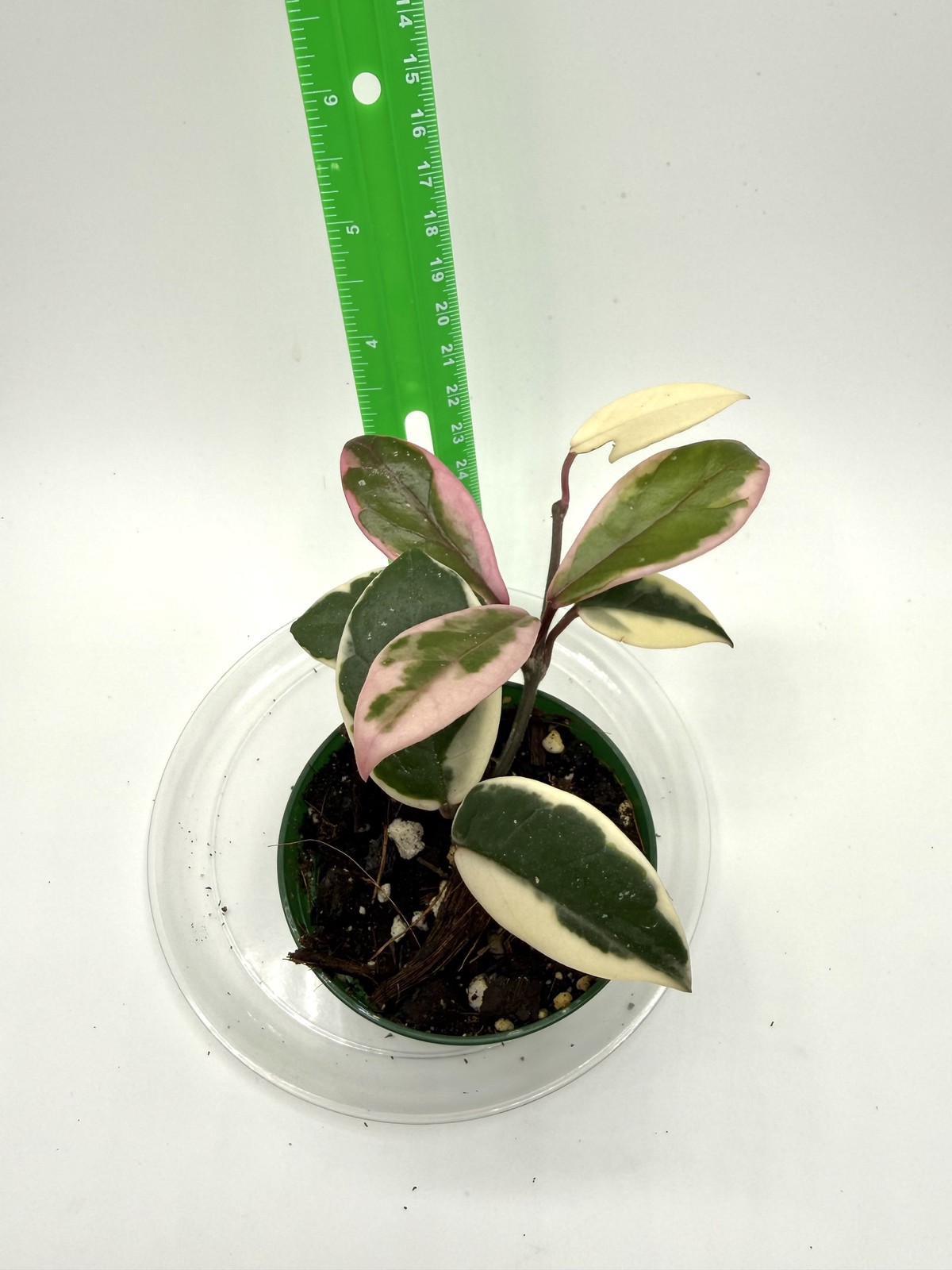 Hoya carnosa Flamingo Dream Well Rooted Plant