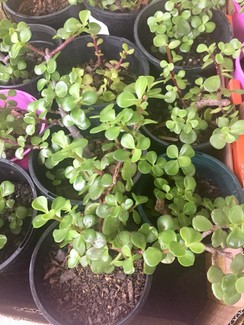 Jade Succulent🌿 $8each