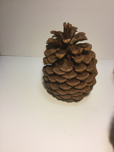 Lot of 5 Large Pine Cones for Holiday Crafting Decorating 6” High