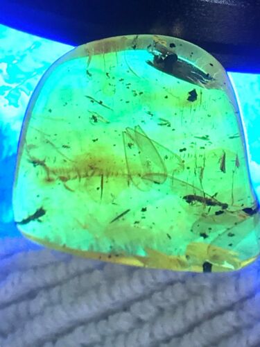 FOSSIL WINGED INSECTS  MIXED VEGETATION AMBER, TIME  DINOSAURS     YUCATAN 