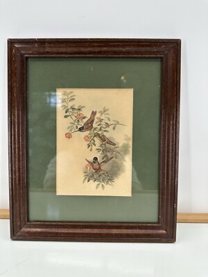 John Gould Hummingbirds 1940s VINTAGE Lithograph Diphogena Iris Framed
