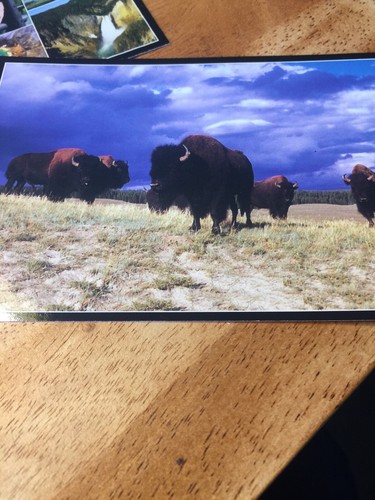 Yellowstone National Park Lot of 6 Postcards Montana Wyoming Bison Elk