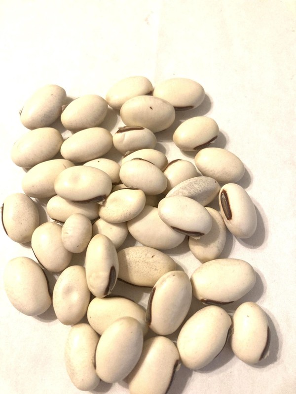 Jack Bean Seeds Canavalia Ensiformis Giant Stock Bean Horse Swordbean