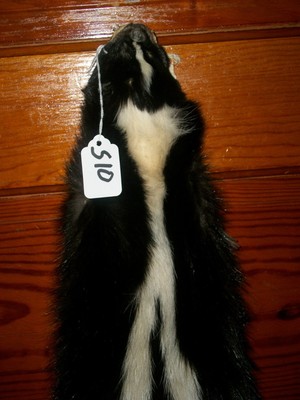 BEAUTIFUL tanned SKUNK 4 FEET CLAWS FUR PELT TAXIDERMY mount NO SMELL S10 CABIN