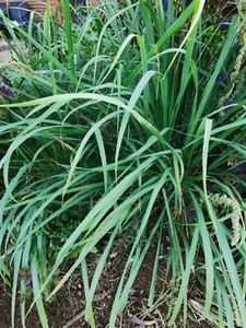 Lemon grass plants for sale. | Plants | Gumtree Australia Salisbury Area - Mawson Lakes | 1246055794