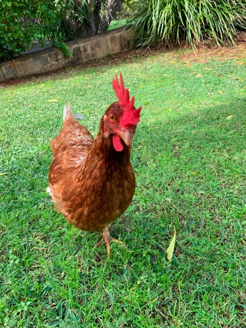 Download Chicken coop, 2x Laying hens | Birds | Gumtree Australia ...