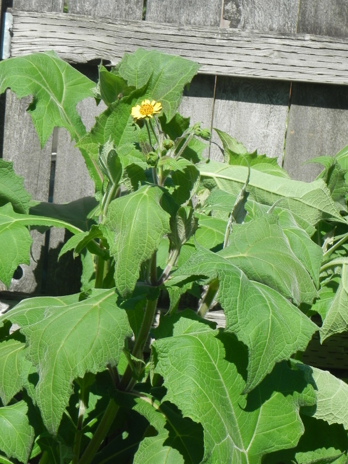 5 Yacon Propagation Tubers (Smallanthus sonchifolius)