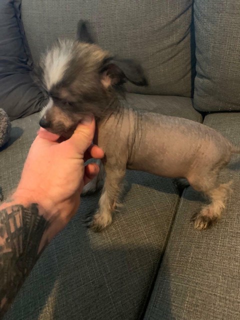 chinese crested gumtree