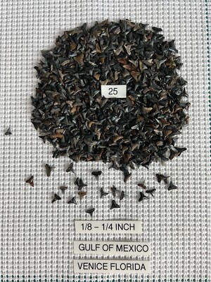 Lot Of 25 Fossilized 1/8 - 1/4 inch shark teeth from Venice Florida. ( GULF )