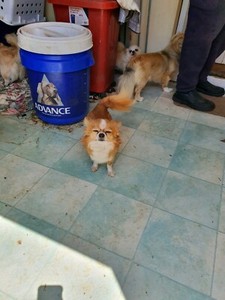 Chihuahua Long Male Dogs Puppies Adelaide Cbd Gumtree