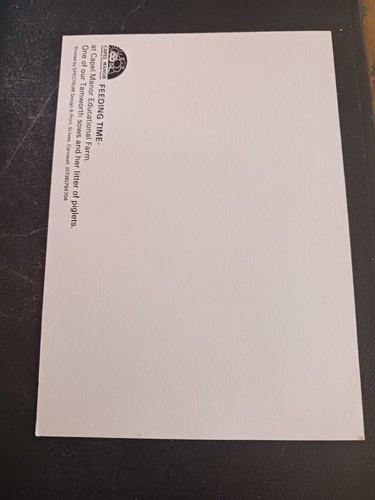 postcard Feeding time Capel Manor Educational Farm Tamworth sows piglets England