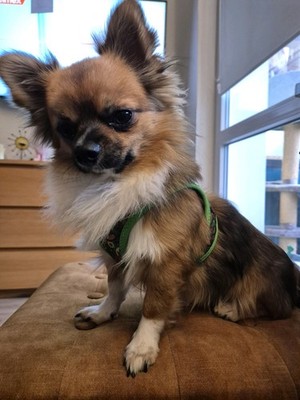 Artikelfoto(s) von einem verifizierten Käufer