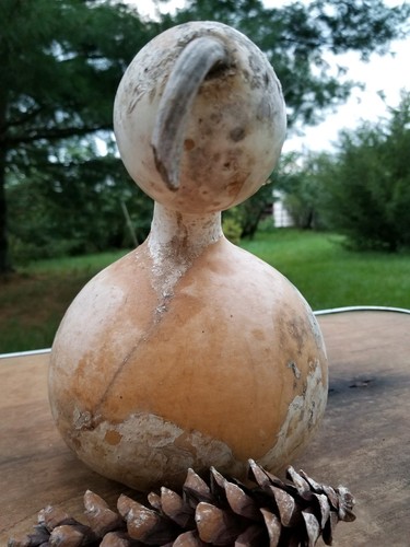 Birdhouse Gourd (Hard and Dried) 9.5