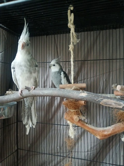 cockatiel pair for sale