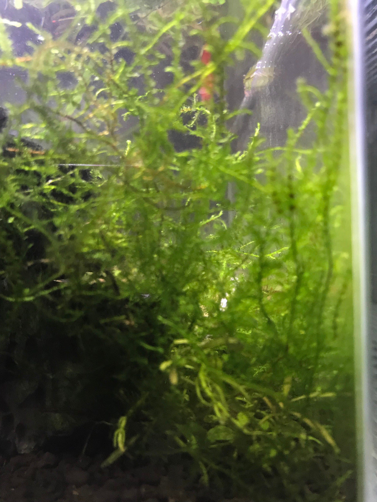 Christmas Moss Live Aquarium Plant Golf Ball Size Vesicularia Montagnei