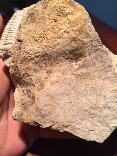 Large Museum Quality Trilobite Matrix Death Plate Fossil Kankakee, Illinois