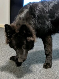 Black Long Coat German Shepherd Dogs Puppies Gumtree