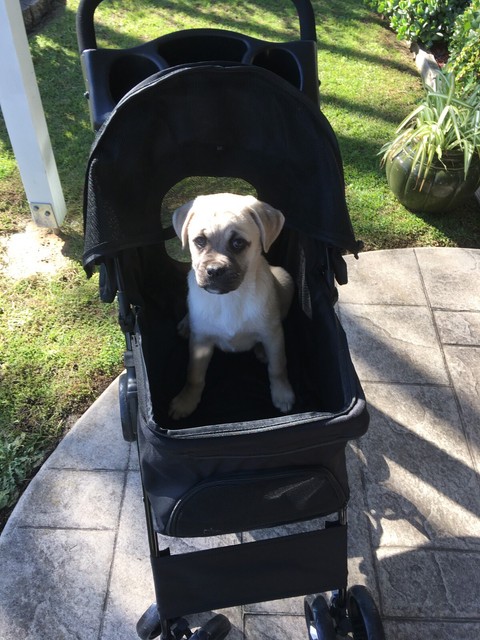 gumtree dog pram