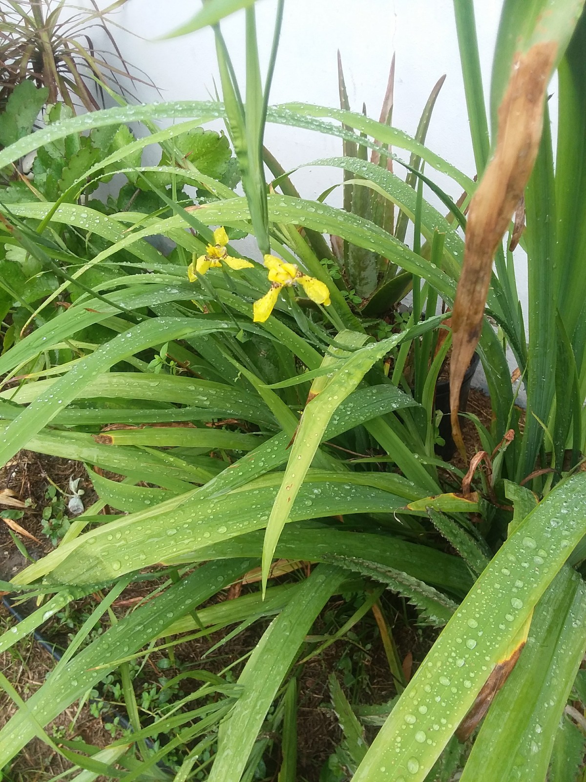 Plants Walking Iris Yellow Flower 6 Cuttings Grown Cover Boarder Plants
