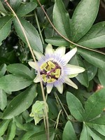 Pflanzen, Sämereien & Blumenzwiebeln für volles Sonnenlicht