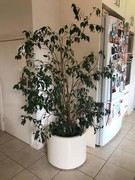 Weeping Fig Indoor Plant Croydon Maroondah Area Preview