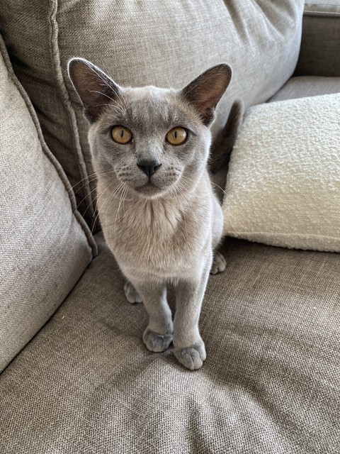 gumtree burmese kittens