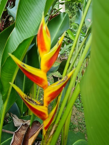 HELICONIA Kamehameha LIVE RHIZOME EXOTIC TROPICAL BANANA FAMILY 