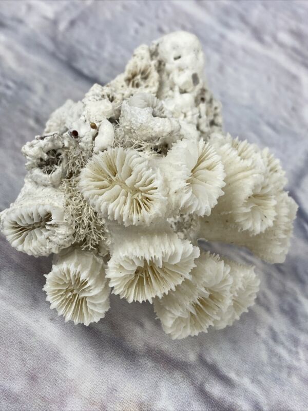 Natural White Ocean Reef Finger Lettuce Sea Coral 3”x3”