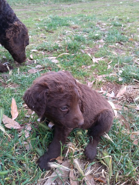 flat coated retriever gumtree