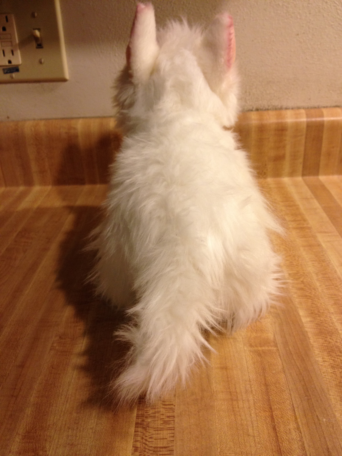 Ganz Webkinz Signature WEST HIGHLAND TERRIER Westie Dog Plush No Code WKS1030