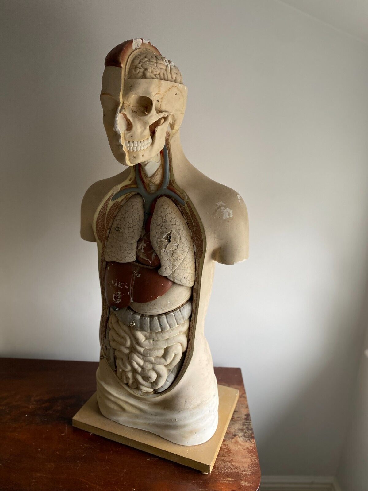 Vintage Anatomical Model- Rare Life Size 35 1/2 inches Vintage Anatomical Model- Rare Life Size 35 1/2 inches