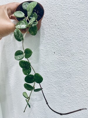 Rare Hoya Mathilde Splash- Well established Plant W/ New Growths/Leaves
