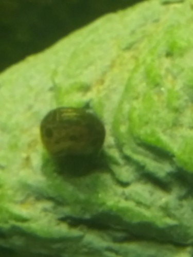 30 Ramshorn Snails various sizes and colors